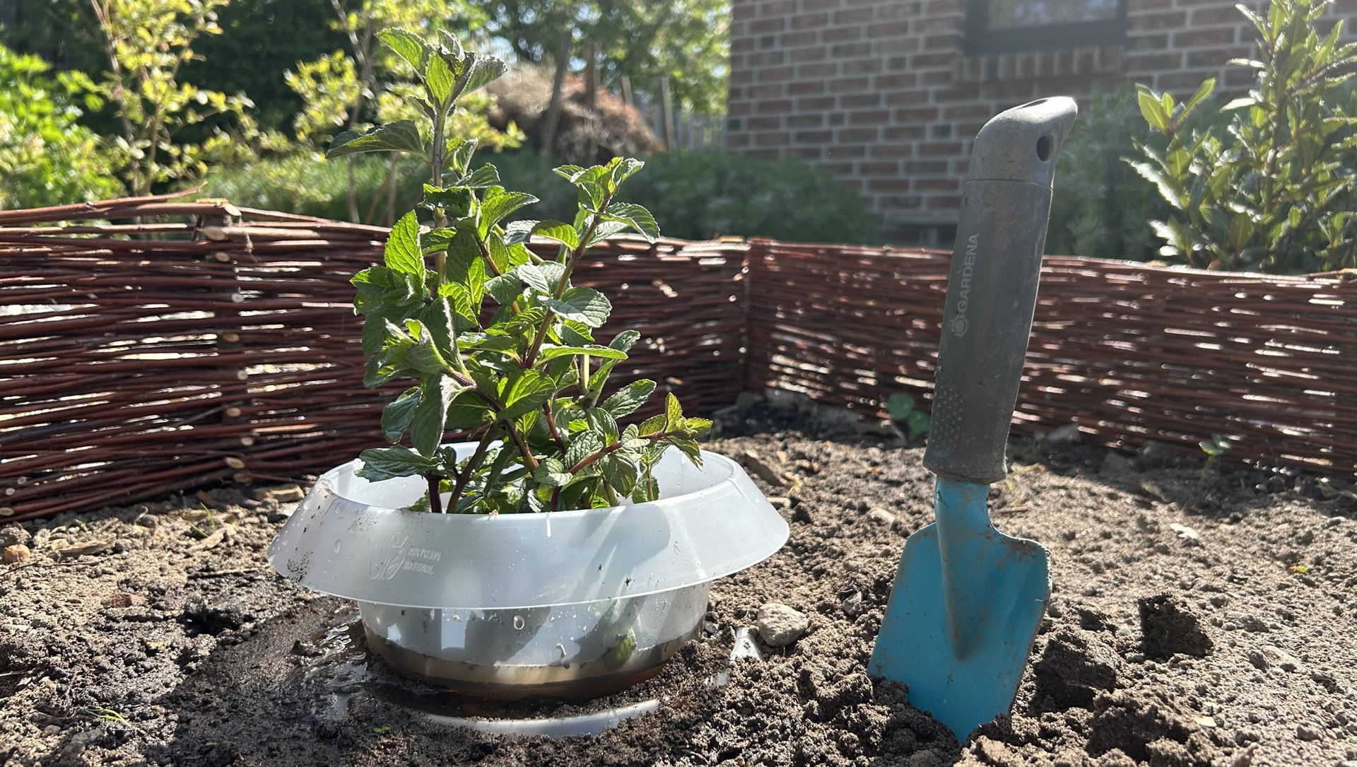 Schneckenkragen mit Pfefferminze und Schaufel im Gartenbeet – nachhaltiger Schneckenschutz aus Recyclingkunststoff, produziert von hk in Hankensbüttel.